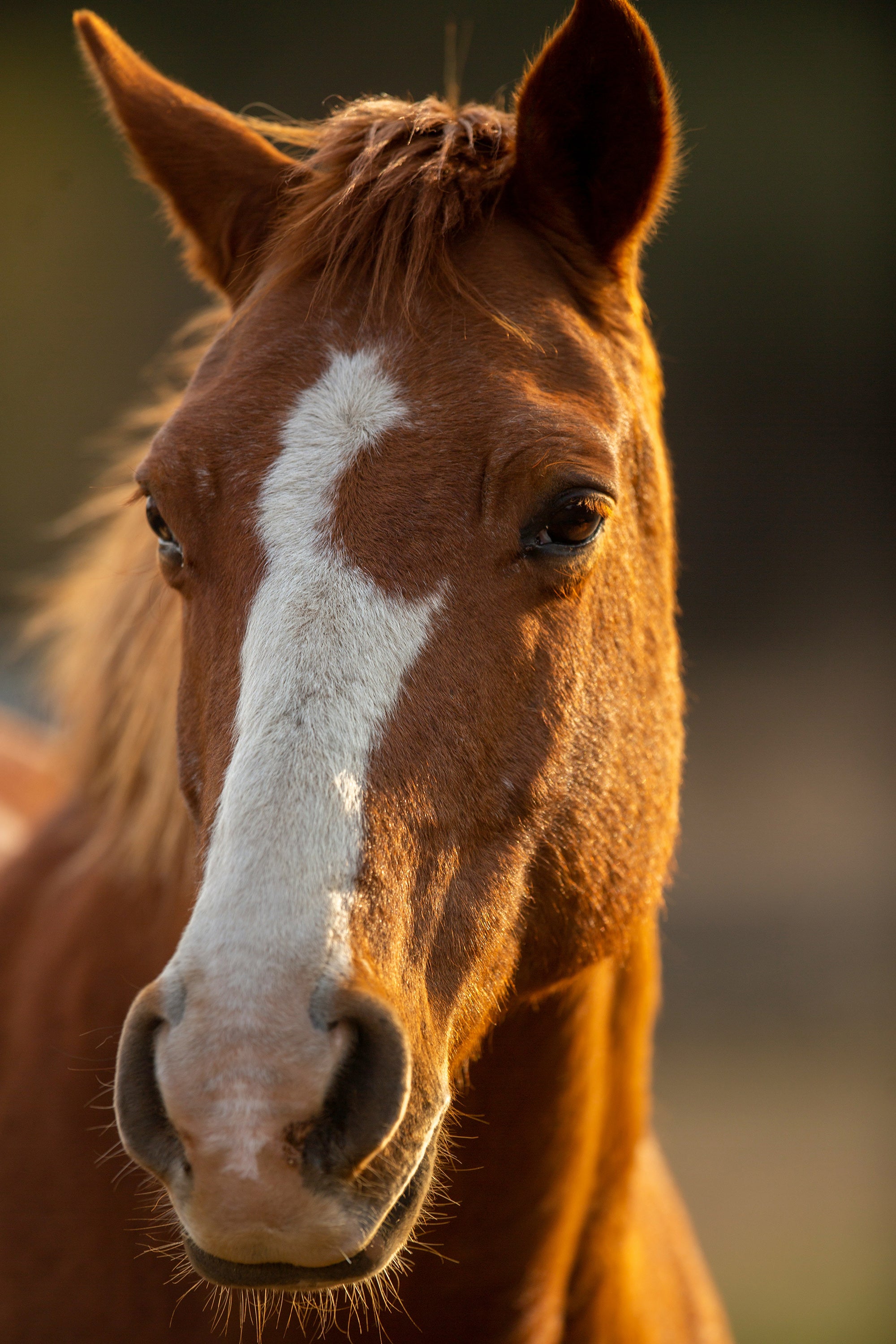 Cavalla Studios |Candle company supporting veterans through equine therapy.
