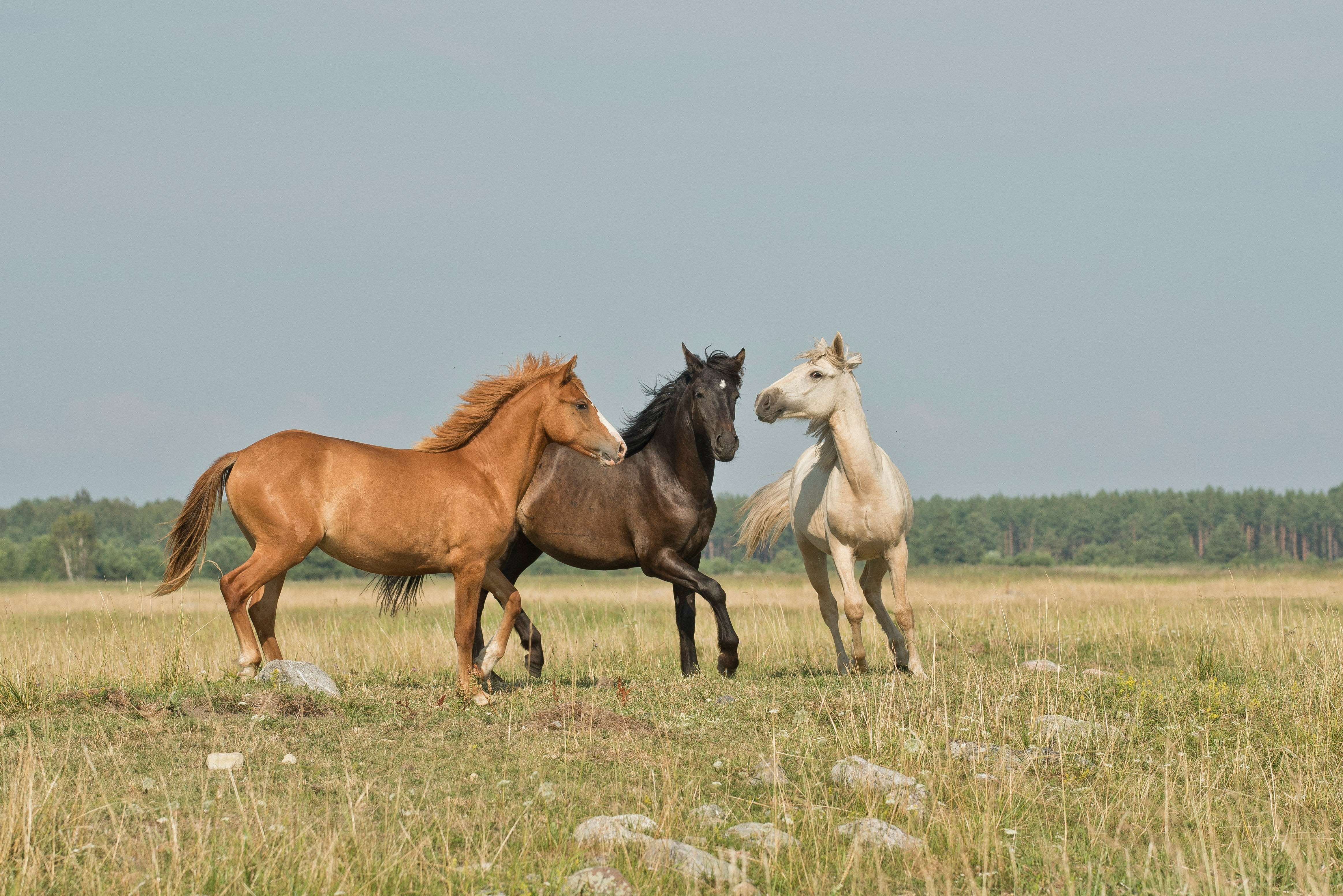 Cavalla Studios supports veteran causes such as equine therapy